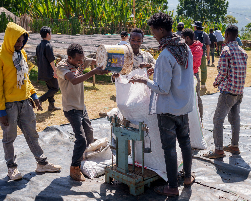 【Ethiopia】Karamo,Agena / 74158 / Washed