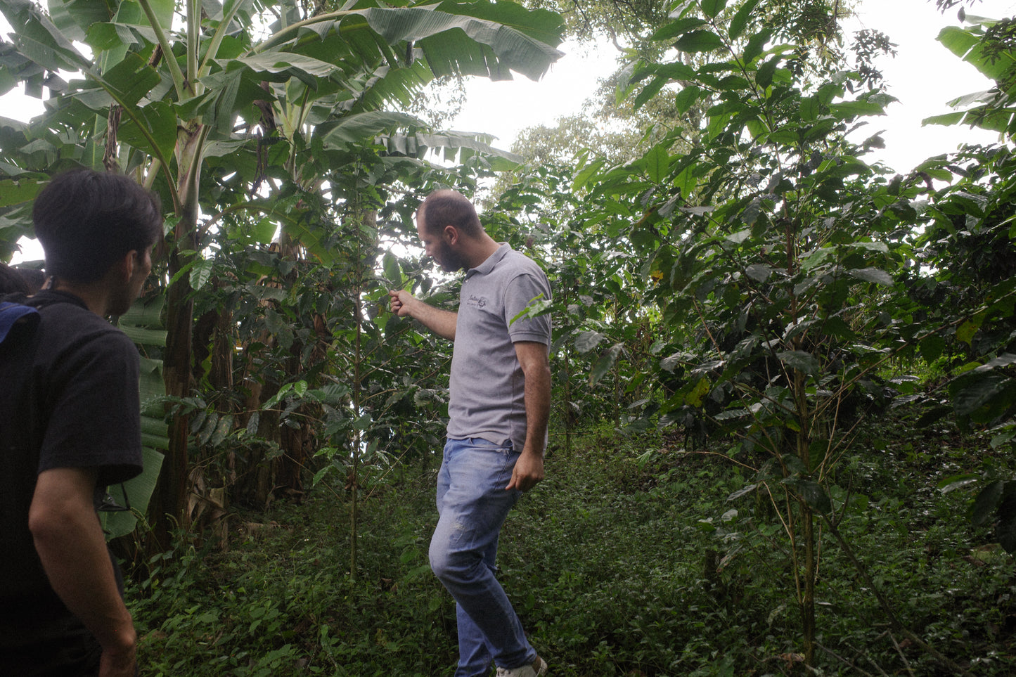 【Colombia】Finca Lusitania / Pink bourbon / Washed