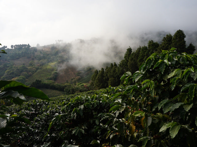 【Costa Rica】Leoncio,Herbazu / Villa sarchi / Black honey