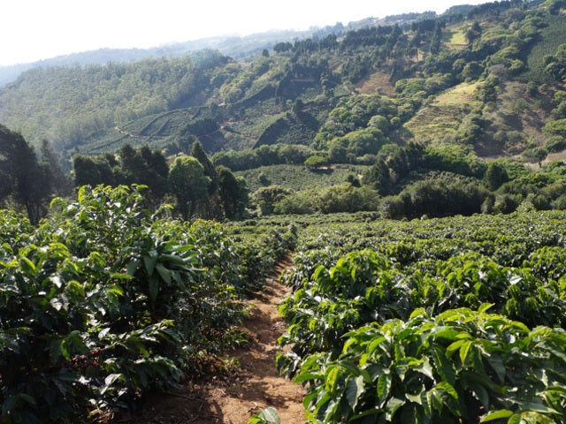 【Costa Rica】Leoncio,Herbazu / Villa sarchi / Black honey