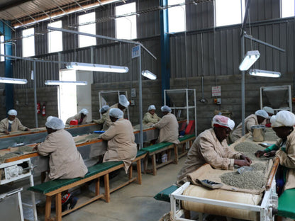 【Kenya】Marimira / SL28,K7,Ruiru11,Batian / Washed