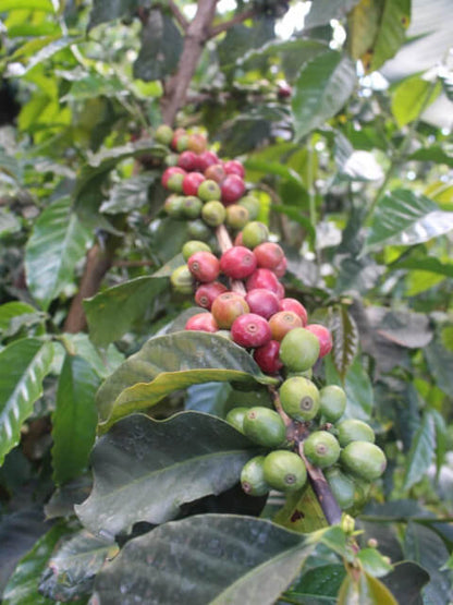 【Kenya】Marimira / SL28,K7,Ruiru11,Batian / Washed