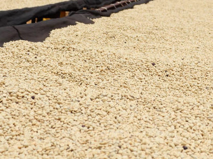 【Kenya】Marimira / SL28,K7,Ruiru11,Batian / Washed