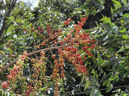 【Kenya】Marimira / SL28,K7,Ruiru11,Batian / Washed