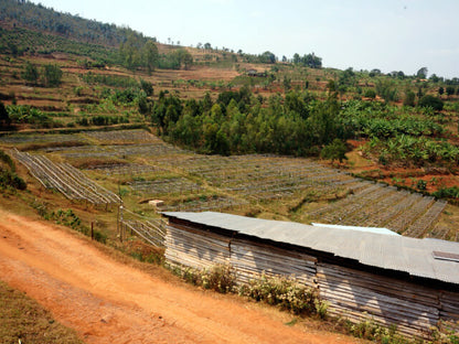 【ルワンダ】シェンダジュル / ナチュラル