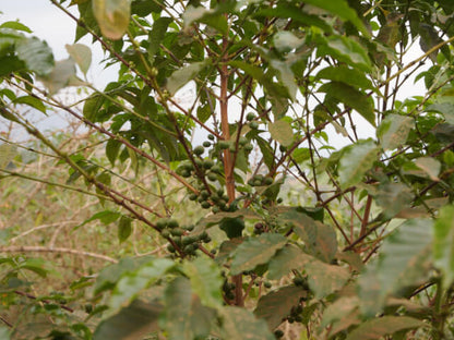 【ルワンダ】シェンダジュル / ナチュラル