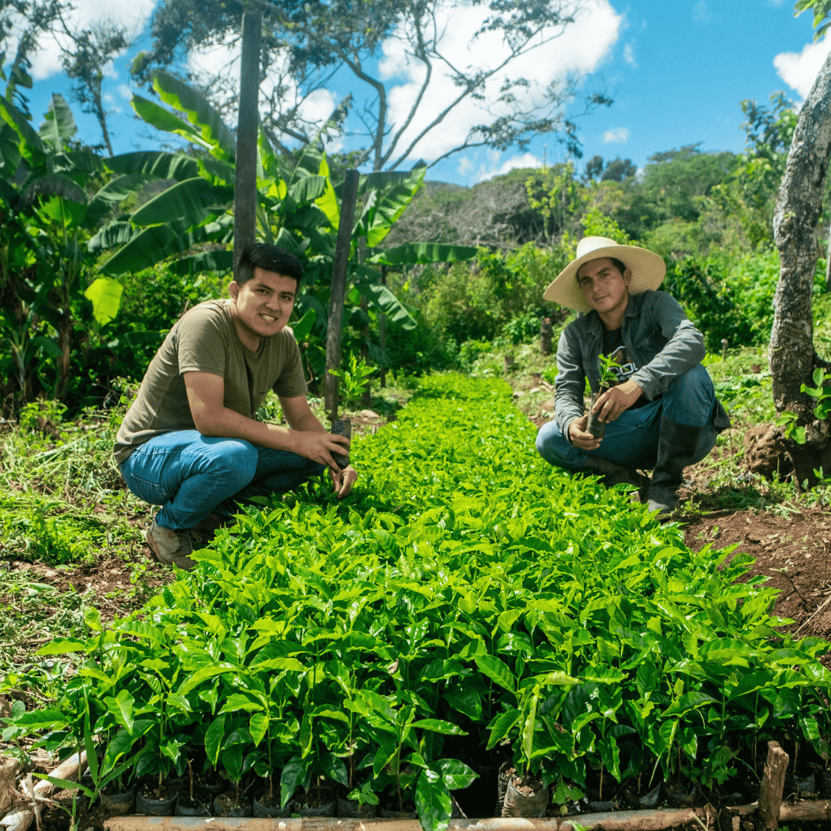 [Peru] Querofinca / Typica / Washed