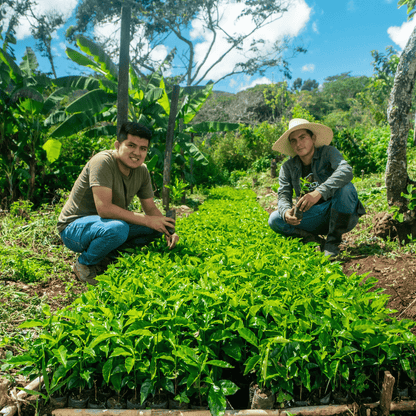 [Peru] Querofinca / Typica / Washed