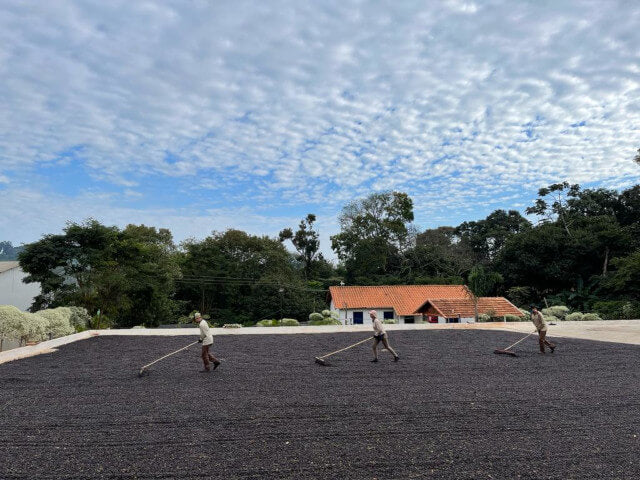 [Brazil] Caxambu / Arara / Honey