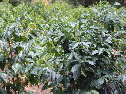 [Costa Rica] Cello Alto, La Union / SL28 / Natural