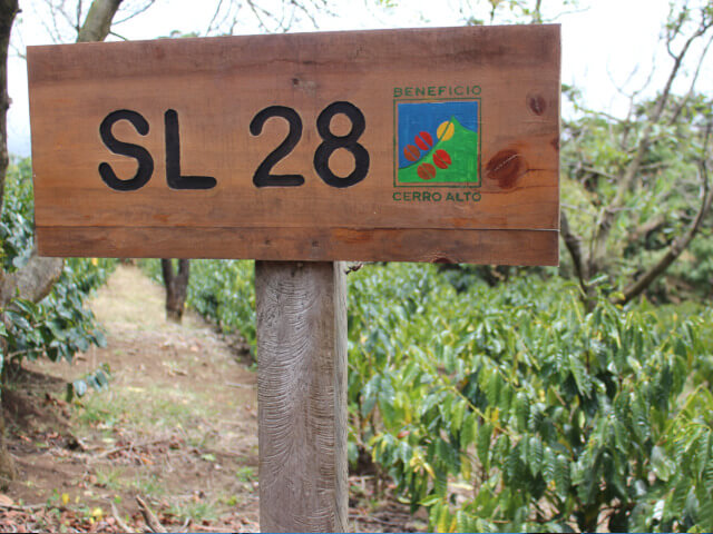 [Costa Rica] Cello Alto, La Union / SL28 / Natural