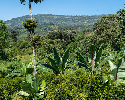 【Ethiopia】Karamo,Agena / 74158 / Washed