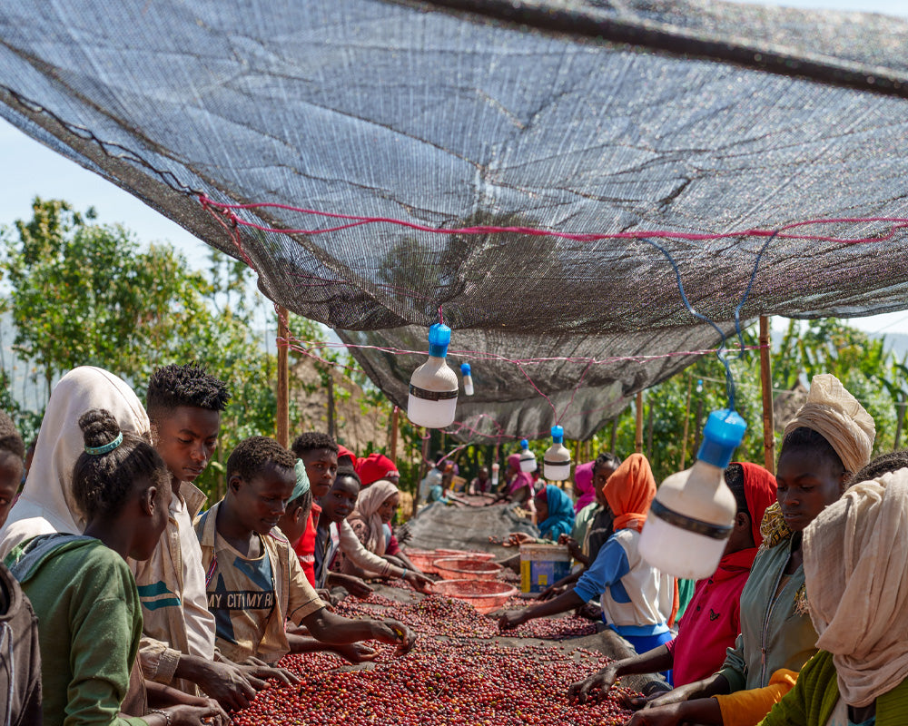 【Ethiopia】Karamo,Agena / 74158 / Washed