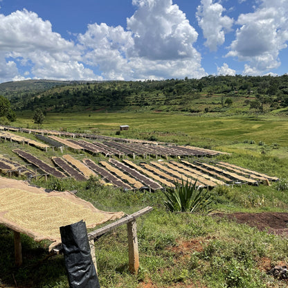 [Burundi] Nyagishiru / Bourbon / Natural