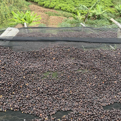 [Burundi] Nyagishiru / Bourbon / Natural
