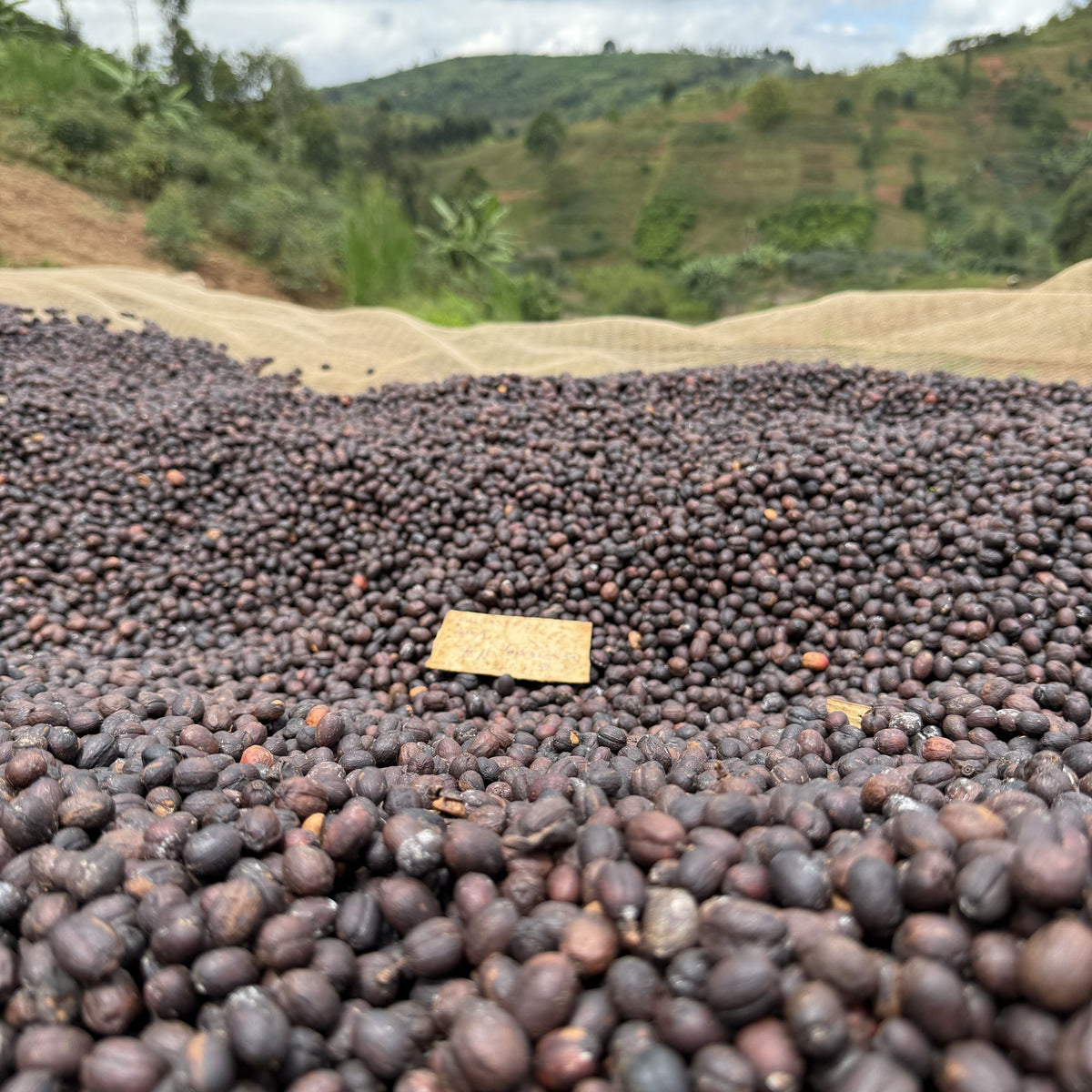 [Burundi] Nyagishiru / Bourbon / Natural