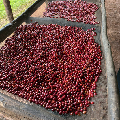 [Burundi] Nyagishiru / Bourbon / Natural