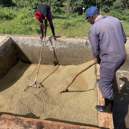 [Kenya] Kieni / SL28, SL34, Batian / Washed