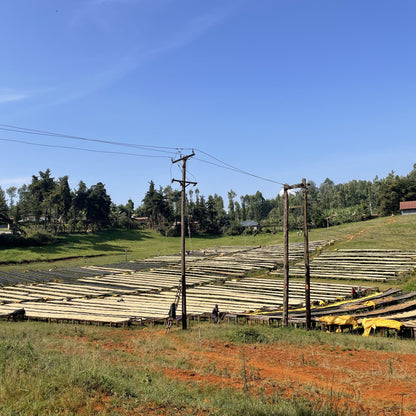 [Kenya] Kieni / SL28, SL34, Batian / Washed