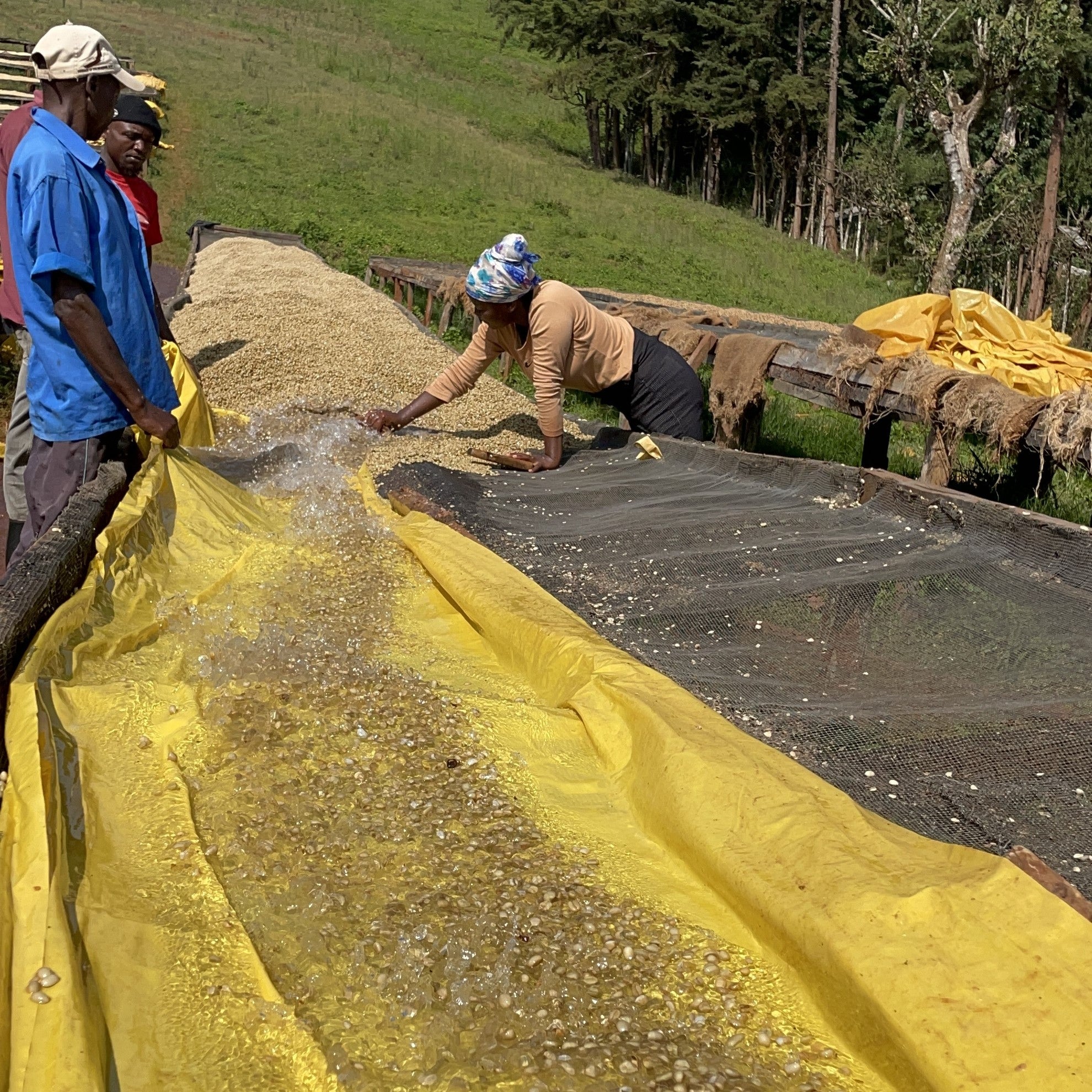 Kenya] Kieni / SL28, SL34, Batian / Washed – 隣の売店