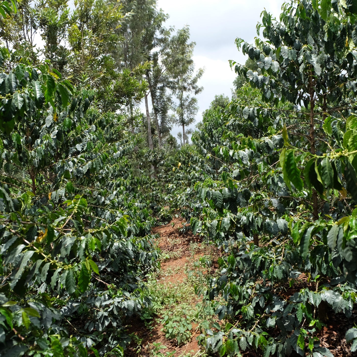 【Kenya】Endebess / Sl28,SL34,Batian,Ruiru11 / Natural