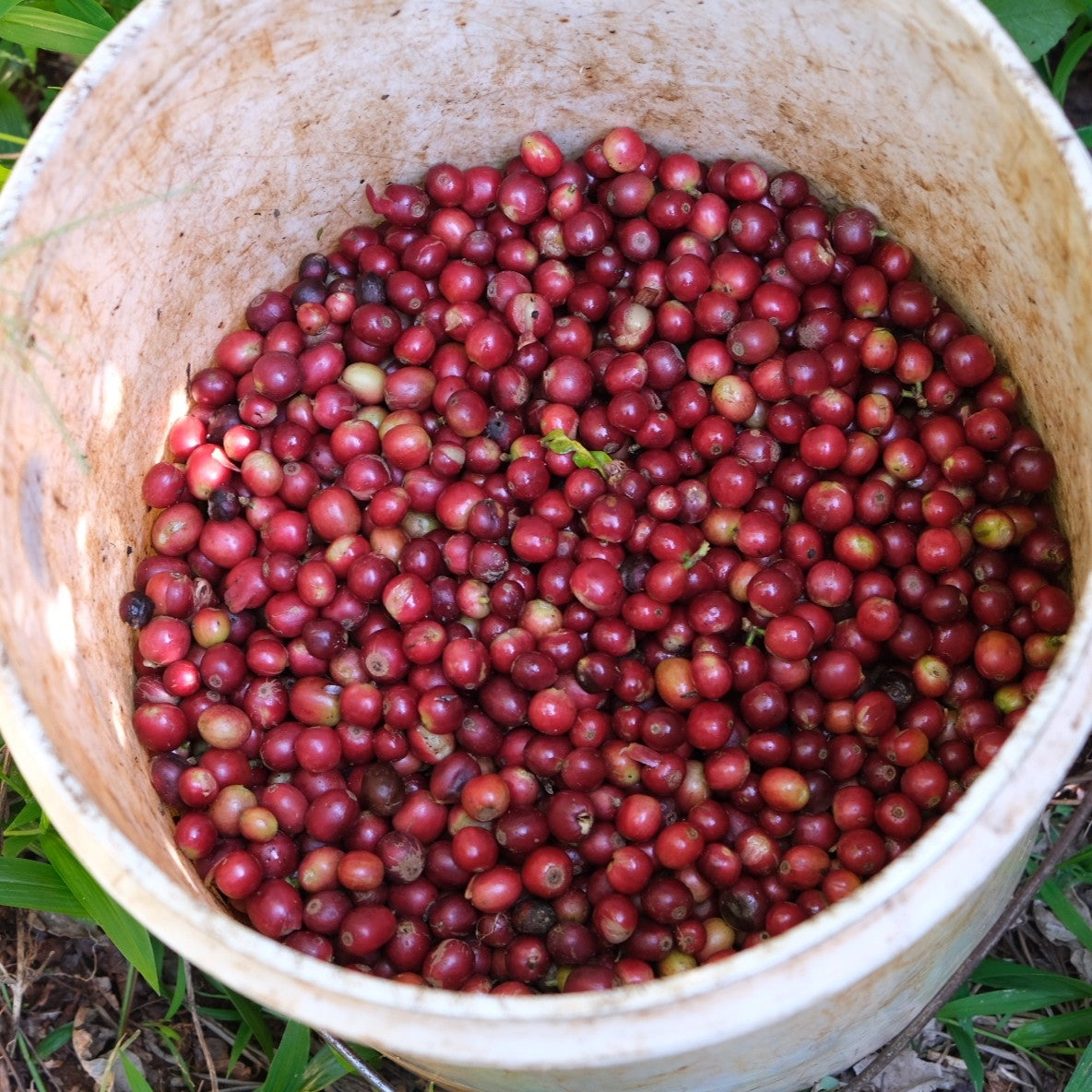 【Kenya】Endebess / Sl28,SL34,Batian,Ruiru11 / Natural