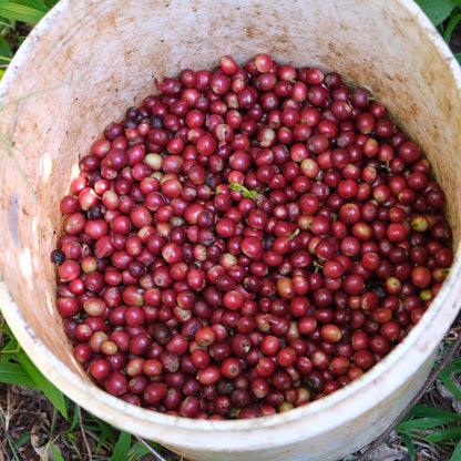 【Kenya】Endebess / Sl28,SL34,Batian,Ruiru11 / Natural