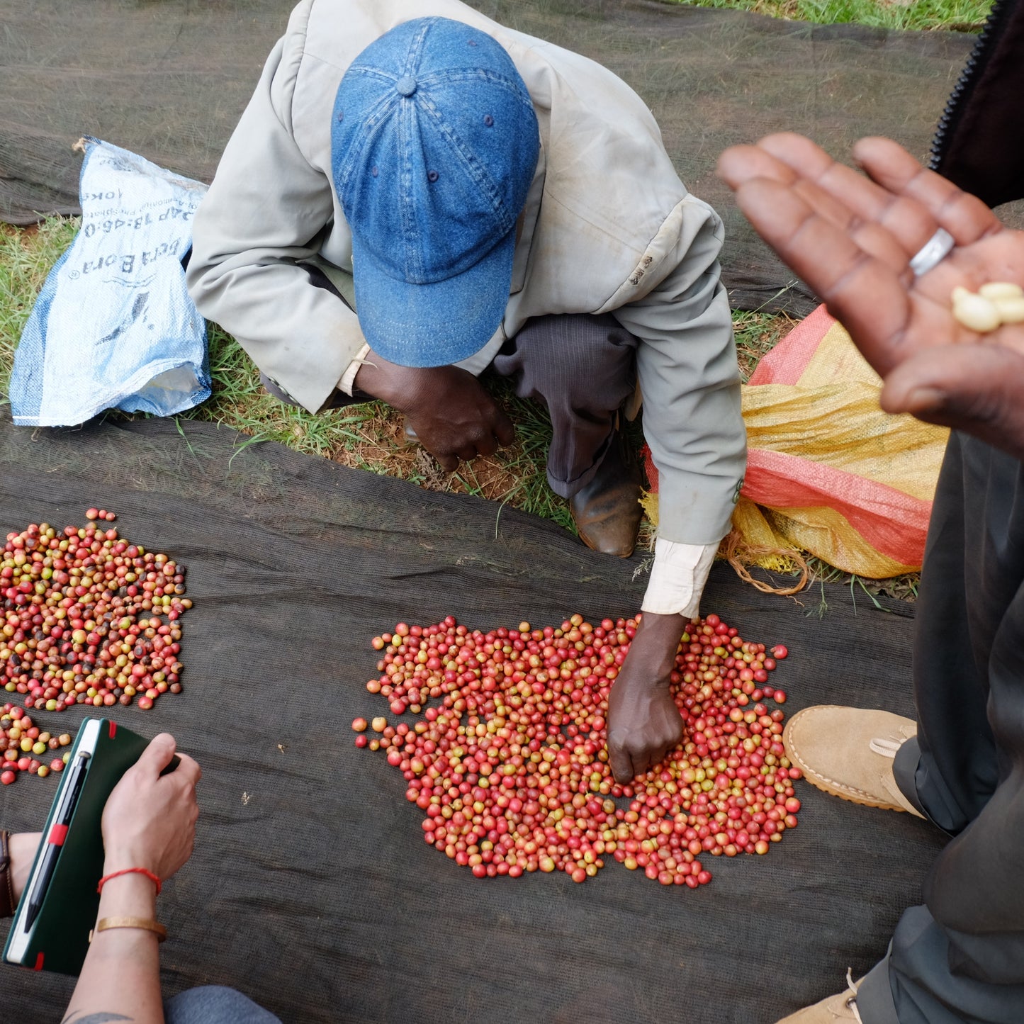 【Kenya】Endebess / Sl28,SL34,Batian,Ruiru11 / Natural