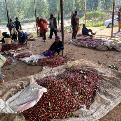 【Kenya】Endebess / Sl28,SL34,Batian,Ruiru11 / Natural