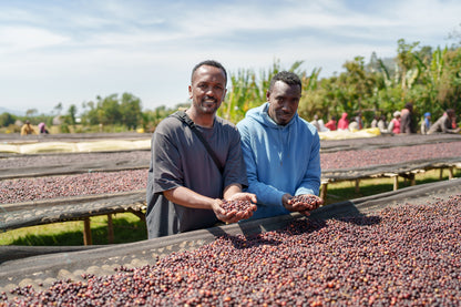 【Ethiopia】Karamo,Agena / 74158 / Washed