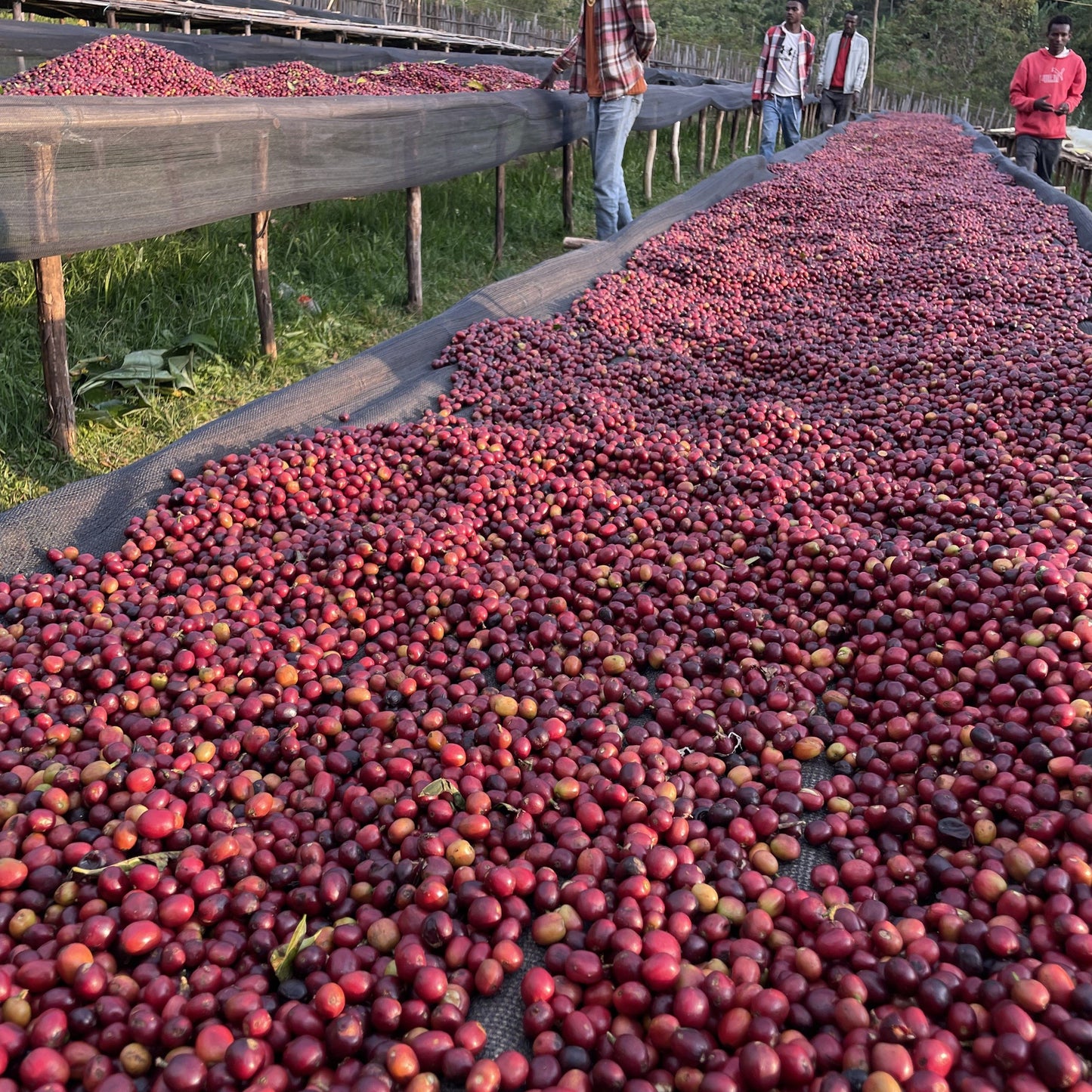 [Ethiopia] Bombe / 74158,74110,Heirloom / Natural