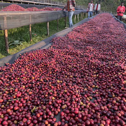 [Ethiopia] Bombe / 74158,74110,Heirloom / Natural