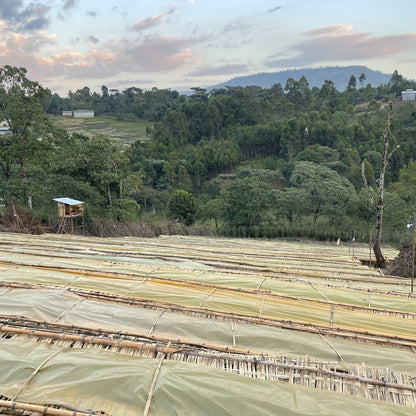 【Ethiopia】Shantawene / 74110,Heirloom / Natural