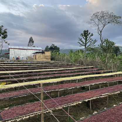 【Ethiopia】Shantawene / 74110,Heirloom / Natural