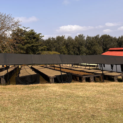 [Tanzania] Acacia Hills / Castillo / Washed