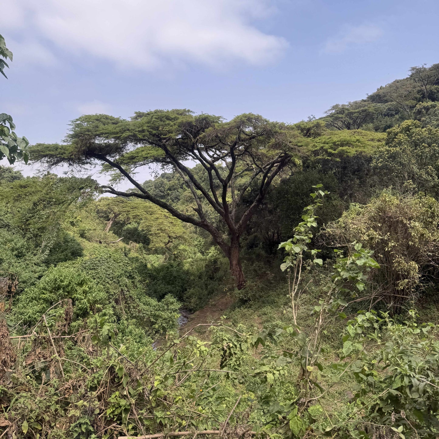 [Tanzania] Acacia Hills / Castillo / Washed