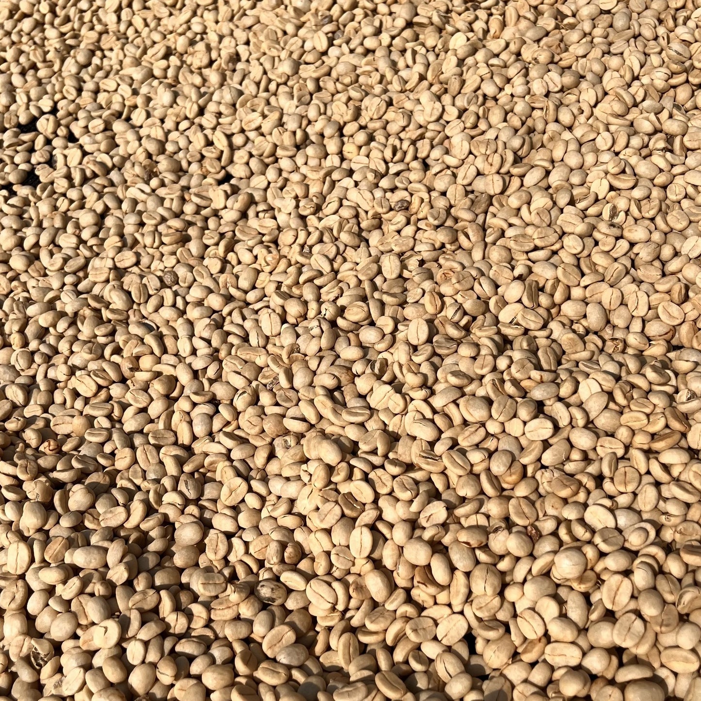 [Tanzania] Acacia Hills / Castillo / Washed
