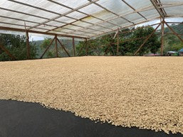 [Colombia] Los Lacres / Papayo / Fully Washed