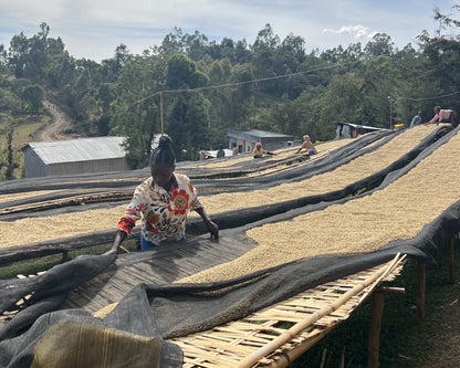 [Ethiopia] ALO,Faficho / 74158 / Zero Fermentation Washed